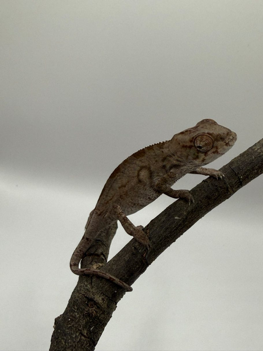 Ambilobe Panther Chameleon