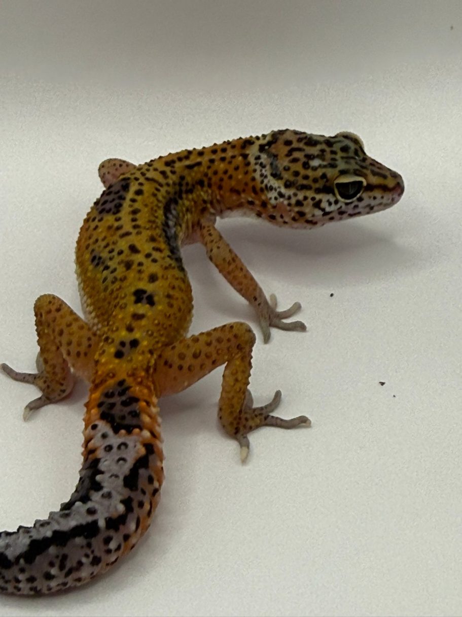 Leopard Gecko Hypo