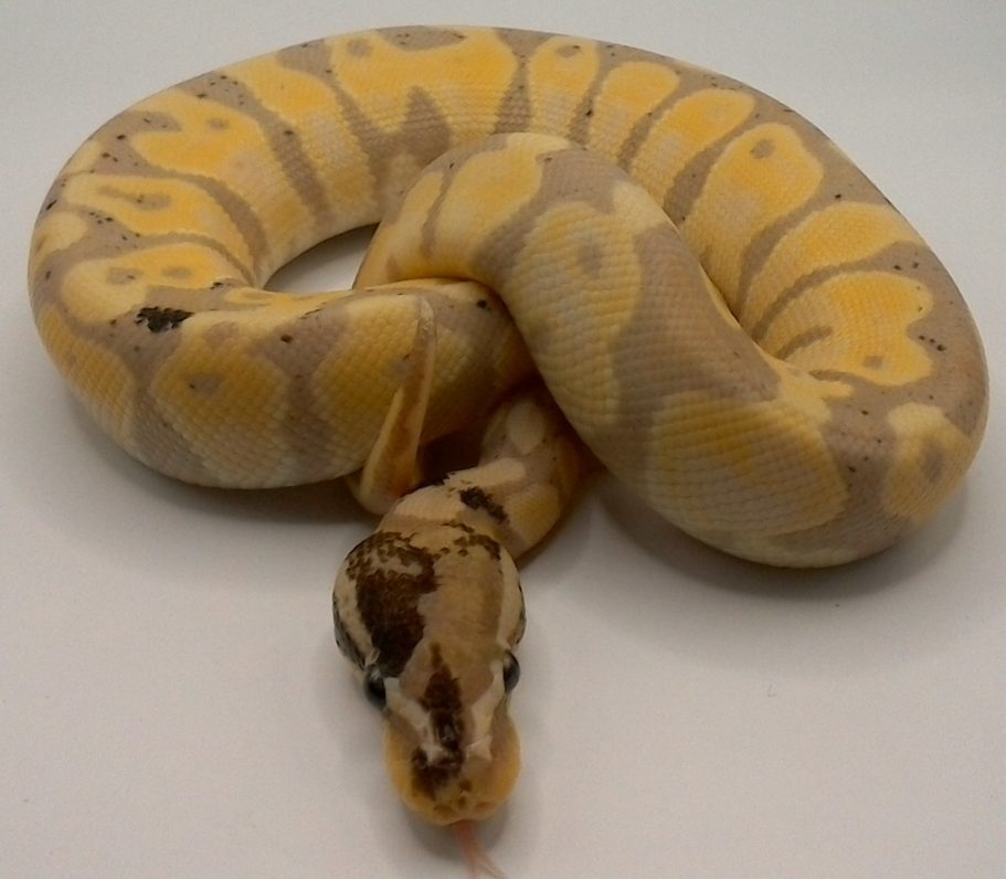 Royal (Ball) Python Banana Pastel Paradox Het Pied