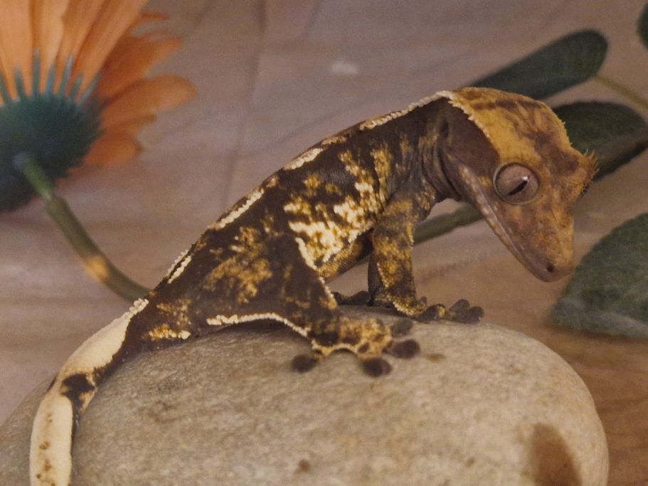Crested Gecko Extreme Harlequin Tri Colour