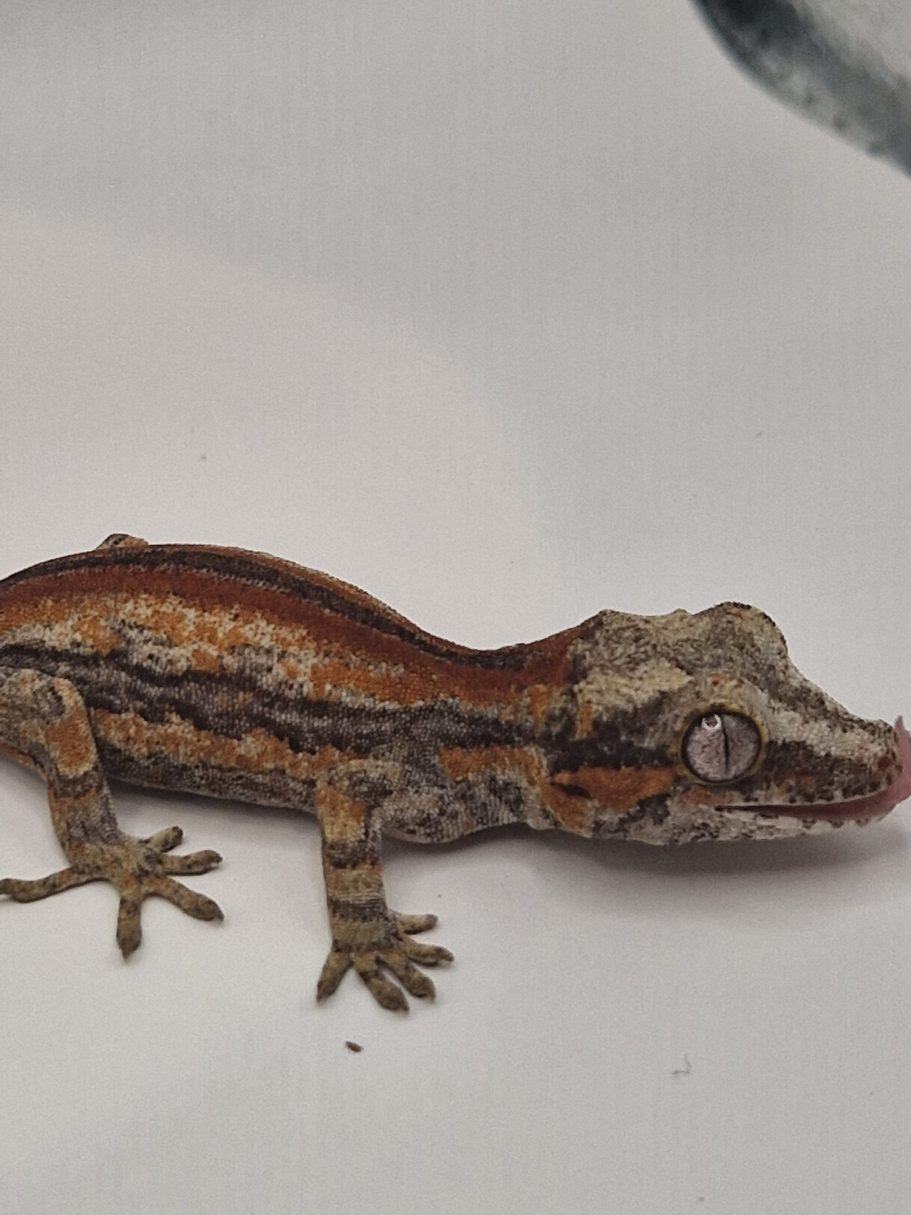 Gargoyle Gecko Super Stripe