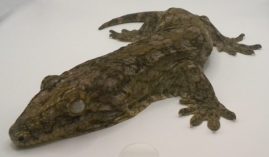 Leachianus Gecko MT Koghis X Poindmie X Yate