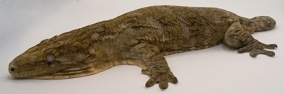 Leachianus Gecko Nuu Ana X MT Koghis Male