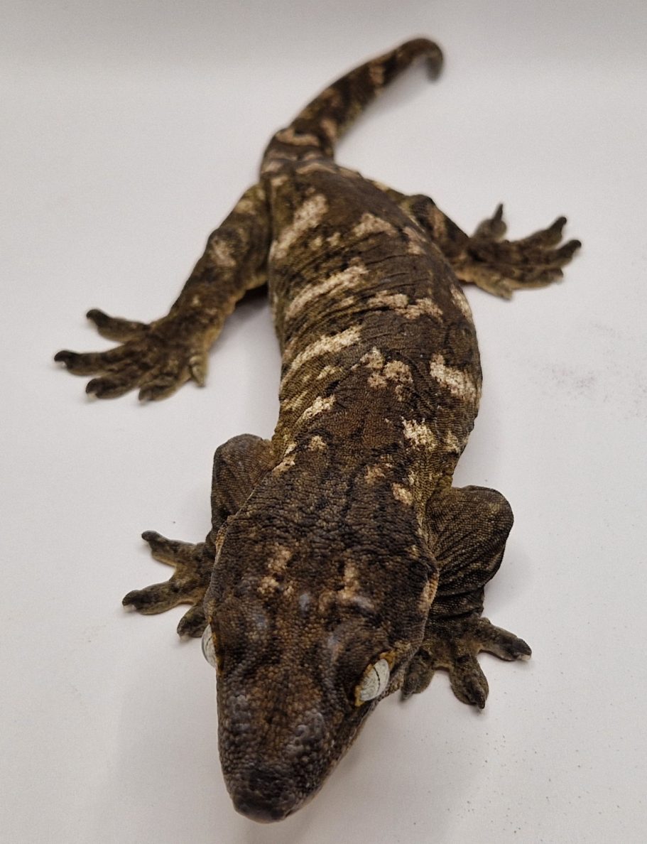 Leachianus Gecko Nuu Ana