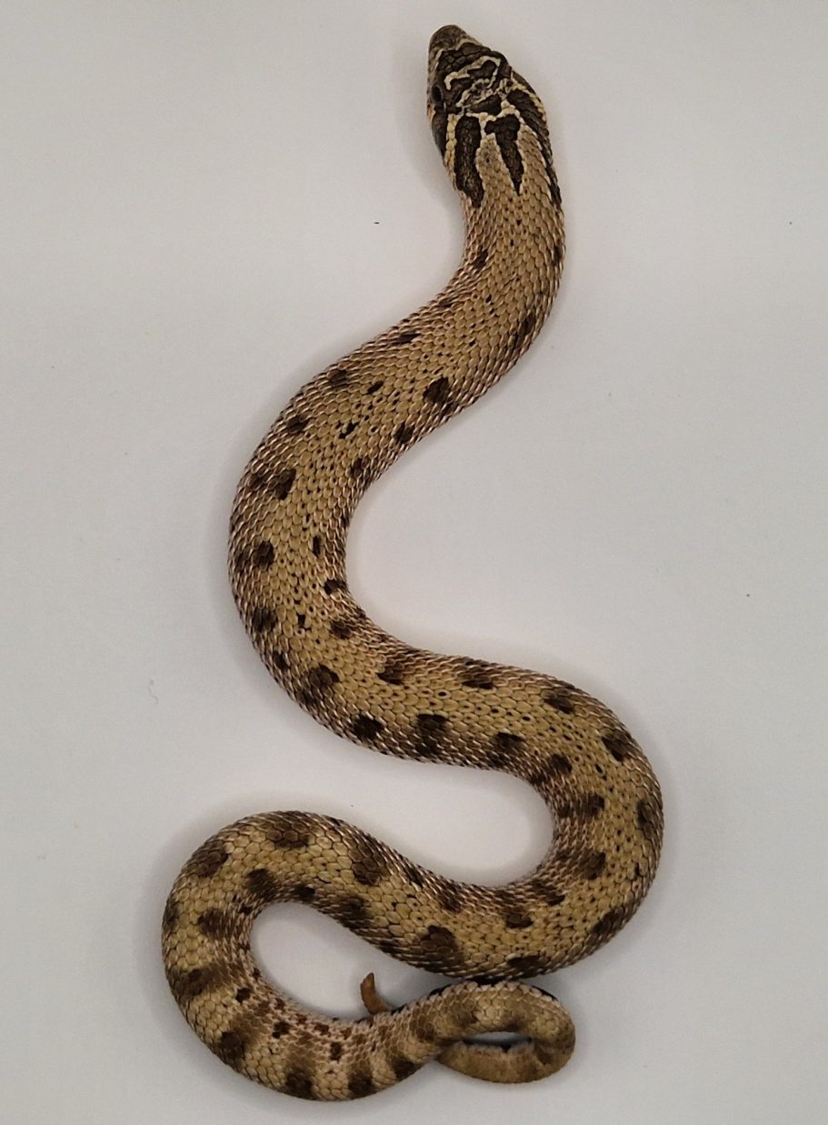 Western Hognose Purpleline Arctic Anaconda